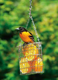 Check spelling or type a new query. Oranges For Orioles Wild Birds Unlimited Oriole Bird Feeders Bird Feeders