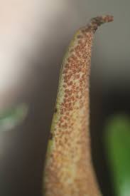 Image result for Chaseella pseudohydra