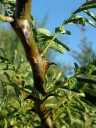 Image result for Acacia ataxacantha
