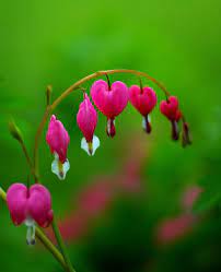 Bleeding Heart Flower Essence Bleeding Heart Flower Bleeding Heart Flower Essences
