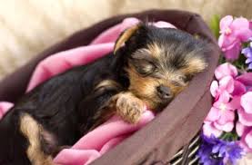 When you go through a reputable breeder to buy a teacup yorkie, you should expect to spend anywhere between $1,200 and $2,500. A Dog Owner S Guide To The Adorable Pint Sized Teacup Yorkie K9 Web