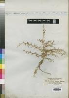 Image result for Crotalaria spinosa