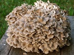 Image result for Polyporus pendulus