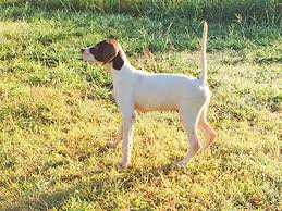 English pointer puppies ready now!! 0phantom Kennels English Pointer Breeders With English Pointer Puppies For Sale And Bird Dogs For Sale Offering Professional Bird Dog Trainng And Retriever Training