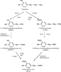 Neurotransmitter An Overview Sciencedirect Topics