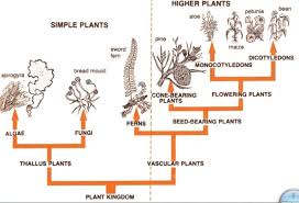 Plant Kingdom Classification Vascular Plant Plant