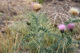 Image result for Cirsium