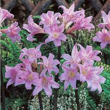 Pin On Alpine Gardens And Plants Of The World