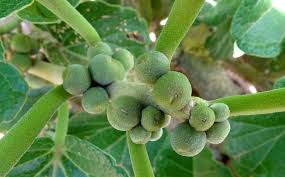 Image result for Pyrenacantha kirkii