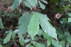 Image result for Antiaris