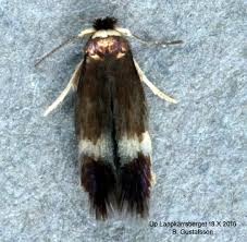 Image result for Stigmella aceris