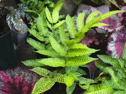 Image result for Coniogramme