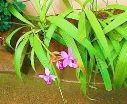 Image result for Rhipidoglossum kamerunense