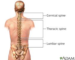 Anatomy of the back spine and back muscles kenhub.the area directly behind a person: Lumbosacral Spine X Ray Information Mount Sinai New York