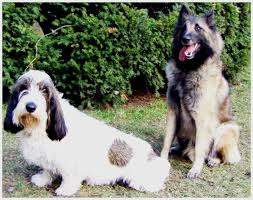 Image result for malý vendéeský hrubosrstý honič