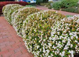 Image result for Rhaptopetalum roseum