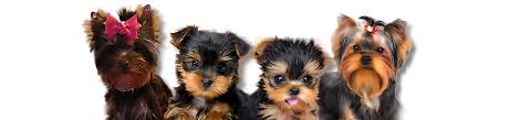We are proud to offer some of the most amazing teacup yorkies that are. Luxury Yorkies Teacup Yorkie Puppies For Sale Texas Yorkie Breeder