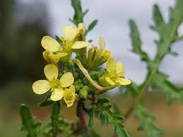 Image result for Erucastrum