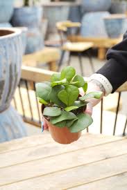 Image result for Ficus triangularis