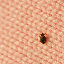 Image result for bedbugs on mattress