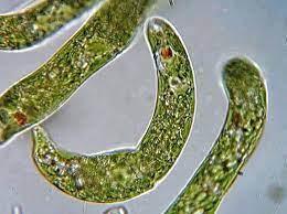Interesting discoveries have revealed a high ability of some euglena species to survive extreme conditions, for example, euglena pailanensis is thermotolerant, surviving temperatures near 45°c and euglena mutabilistolerant to high metals and acid conditions it's capable to grow at a ph of 1.3. Euglena Under The Microscope Structure Morphology Classification