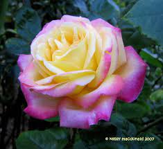 Today S Bloom Is Hybrid Tea Rose Desert Peace Rosa Beautiful Rose Flowers Hybrid Tea Roses Tea Roses