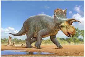 Dragonbones is a 2d game animation and righ media content creative platform for designer. Horned Dinosaur Crittendenceratops Discovered In Arizona