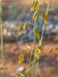 Image result for Melinis macrochaeta