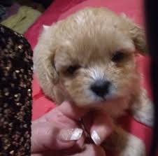 Find a retriever puppy to adopt. Shitzu Puppies For Sale In Tucson Arizona Home Facebook