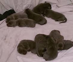 Maybe you would like to learn more about one of these? Akc Silver Lab Puppies For Sale In Cypress Texas Classified Americanlisted Com