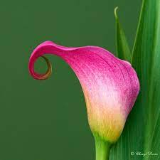 Pin By Saღia Sคlee๓ On C Flowers Pink Calla Lilies Calla Lily Calla Lillies