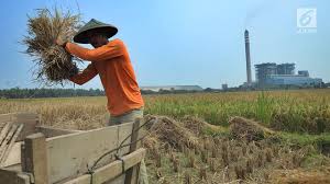 An act to establish the lembaga padi dan beras negara; Konsumsi Beras Nasional Turun Masyarakat Mulai Sadar Kesehatan Bisnis Liputan6 Com