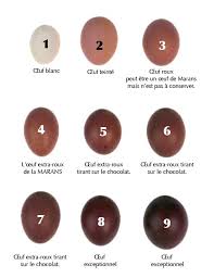 Maran Egg Chart Chicken Egg Colors Chicken Eggs Chicken