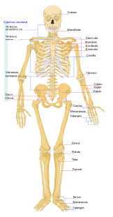 Maybe you would like to learn more about one of these? Cuerpo Humano Wikipedia La Enciclopedia Libre