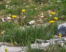 Image result for Landolphia villosa