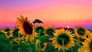 Sunflowers on | sunflower wallpaper, sunflower pictures. Desktop Wallpaper Aesthetic Field Wallpaper Sunflower Wallpaper Sunflower Wallpaper Hd