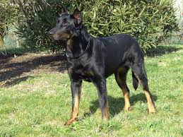 Beauceron Tara Personal Protection Dog Dogs Animals