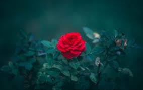 High resolution black rose wallpaper 4k. Rose 4k Ultra Hd 16 10 Wallpapers Hd Desktop Backgrounds 3840x2400 Images And Pictures