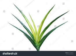 Image result for Sansevieria pearsonii