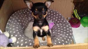 They will eagerly explore their surroundings and lick everything in sight, so it's important for new puppy owners to puppy proof their home to keep a curious chihuahua puppy from going where they shouldn't. Cute Black And Tan Chihuahua Puppy 7 Weeks Youtube