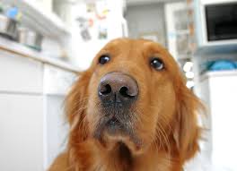 We are a family run pet transport service, with locations both in the uk and spain, offering regular scheduled services to france, spain, portugal, germany, italy, denmark and sweden monthly as well as offering bespoke individual journeys tailored to meet with your requirements. Pet Relocation International Pet Shipping Animal Airlines