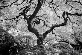 A Really Famous Tree Tree Of Life Scott Wood Photography Woods Photography Famous Trees Portland Japanese Garden