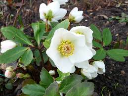Check spelling or type a new query. Helleborus Niger Wikipedia