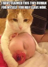 Mine 25 Best Funny Animal Quotes And Funny Memes Funny Cat Memes Funny Animals Funny Animal Quotes