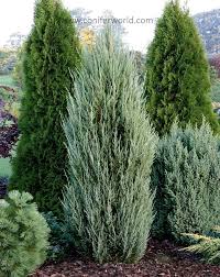 Juniperus Scopulorum Blauer Pfeil Eine Schmal Saulenformige Pflanze Mit Blaugrunem Laub Das Dem Vo Hof Landschaften Garten Und Outdoor Garten Landschaftsbau