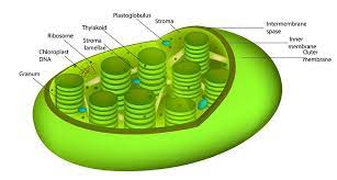 Chloroplast, structure within the cells of plants and green algae that is the site of photosynthesis. Plant Cell The Definitive Guide Biology Dictionary