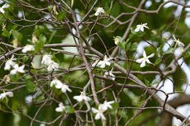 Image result for Gardenia resinifera