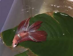 Lazy Betta Fish Sleeping On Top Of Leaf Out Of Water Betta Fish Betta Fish