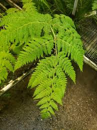 Image result for Hypolepis