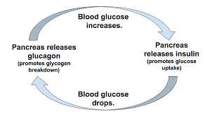 Endocrine Disorders Flow Chart The Nervous And Systems